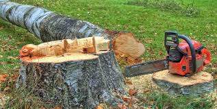 Best Tree Risk Assessment  in Cedar Crest, MA