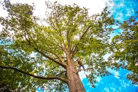 Best Tree Trimming and Pruning  in Cedar Crest, MA