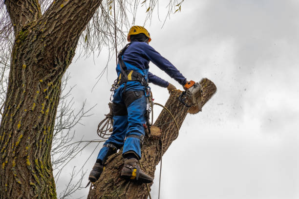 Why Choose Our Tree Removal Services in Cedar Crest, MA?