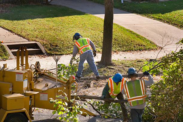 Best Stump Grinding and Removal  in Cedar Crest, MA