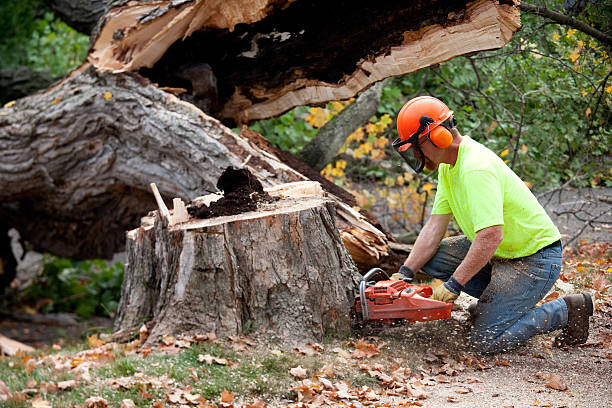 Best Lawn Pest Prevention  in Cedar Crest, MA