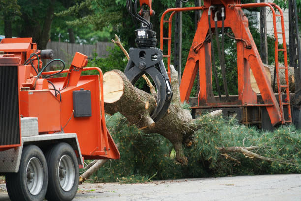 Leaf Removal in Cedar Crest, MA