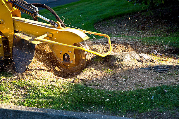 Best Tree Maintenance Programs  in Cedar Crest, MA