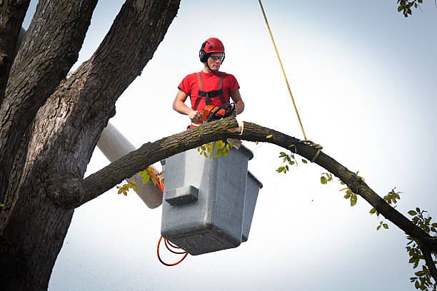 Best Tree Trimming and Pruning  in Cedar Crest, MA