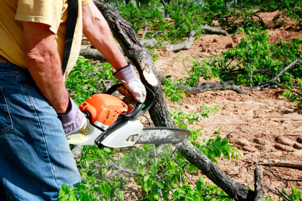 Professional Tree Services in Cedar Crest, MA